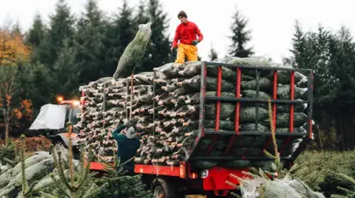 Avec Done, les pépinières Naudet offrent 2.500 sapins de Noël à des familles défavorisées